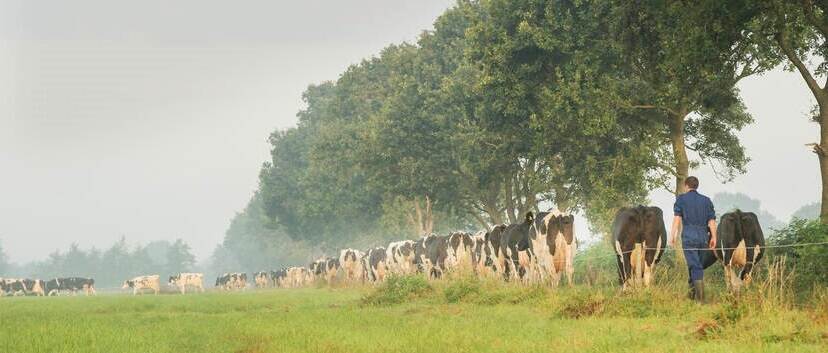 Boer met koeien in de wei