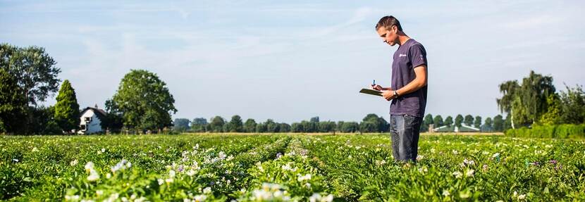 Boer in een veld aardappelen